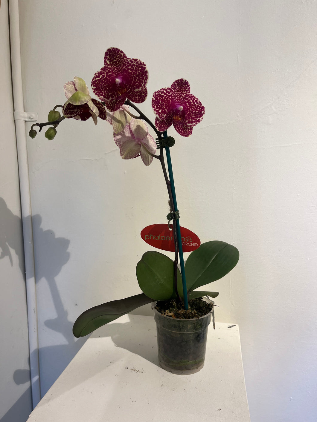 Spotty Magenta Orchid