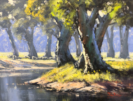 Sunlit Gums On The River