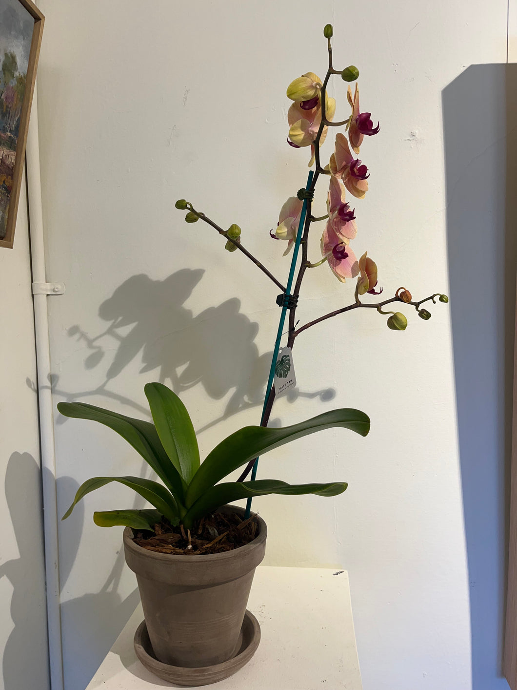 Tall Yellow and Pink Orchid (in Terracotta Pot)