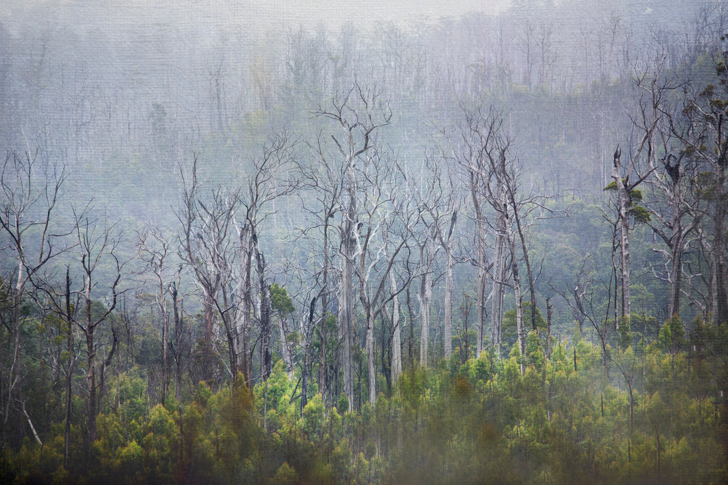 Tarkine Dieback