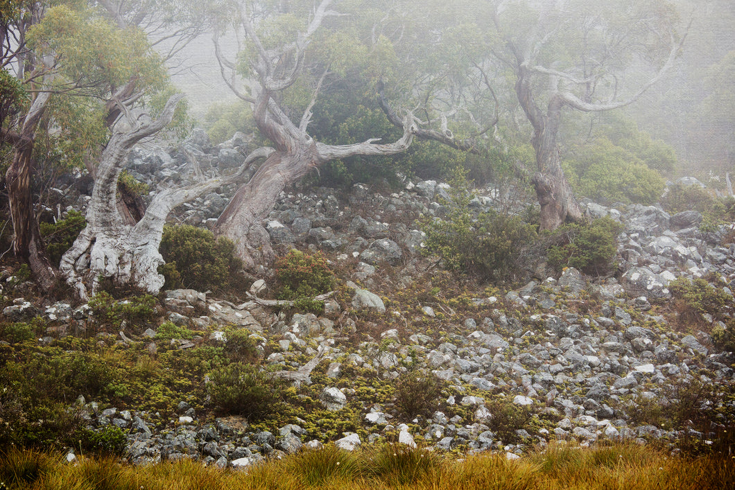 Dove Lake Walk