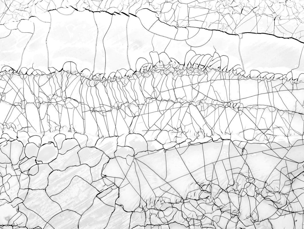 Transverse Section