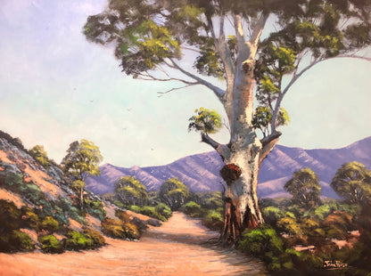 White Gum at Moralana