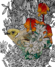 Load image into Gallery viewer, WHITE PLUMED HONEYEATER AMONGST FLANNELS AND BELLS
