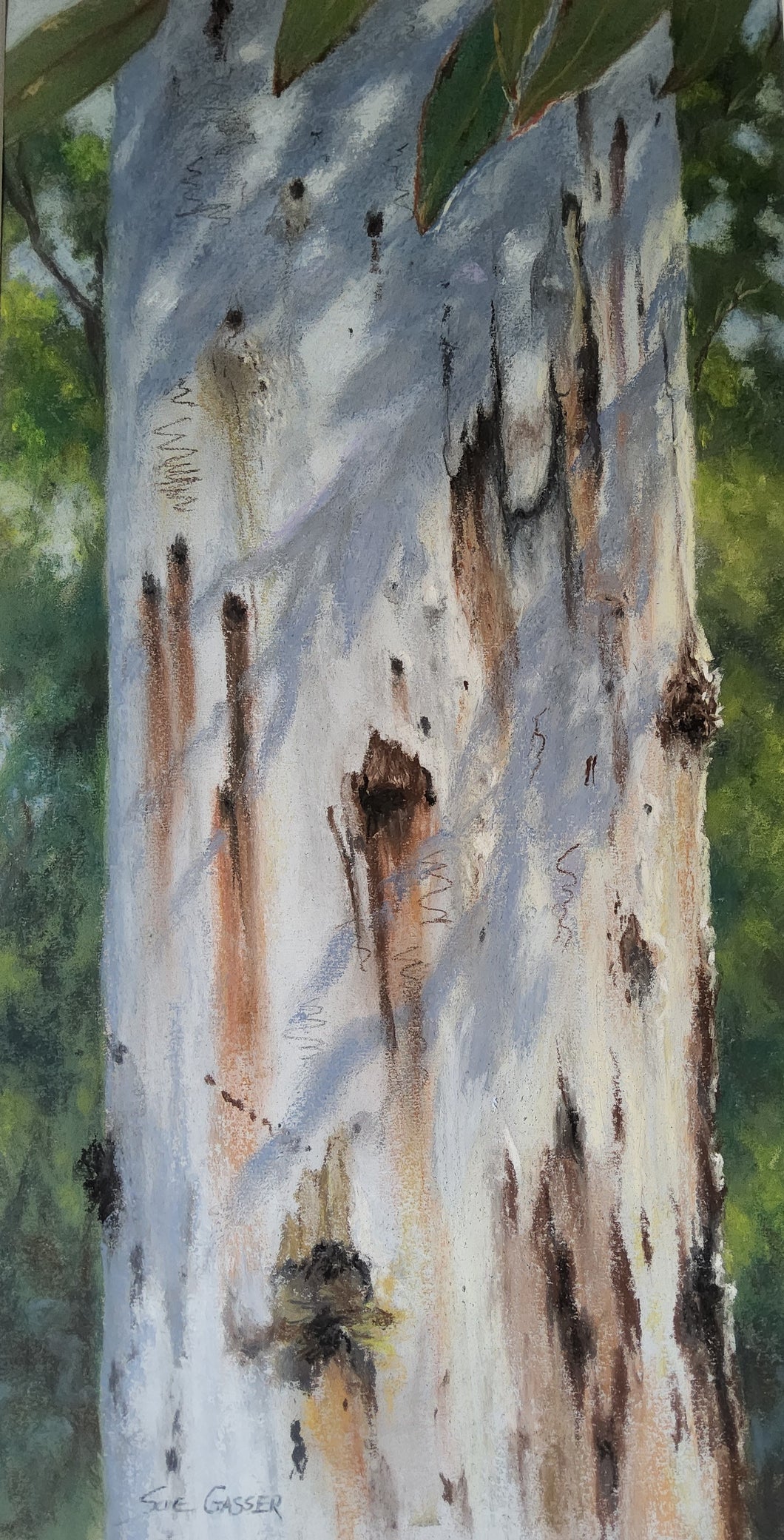 Angophora Shadows