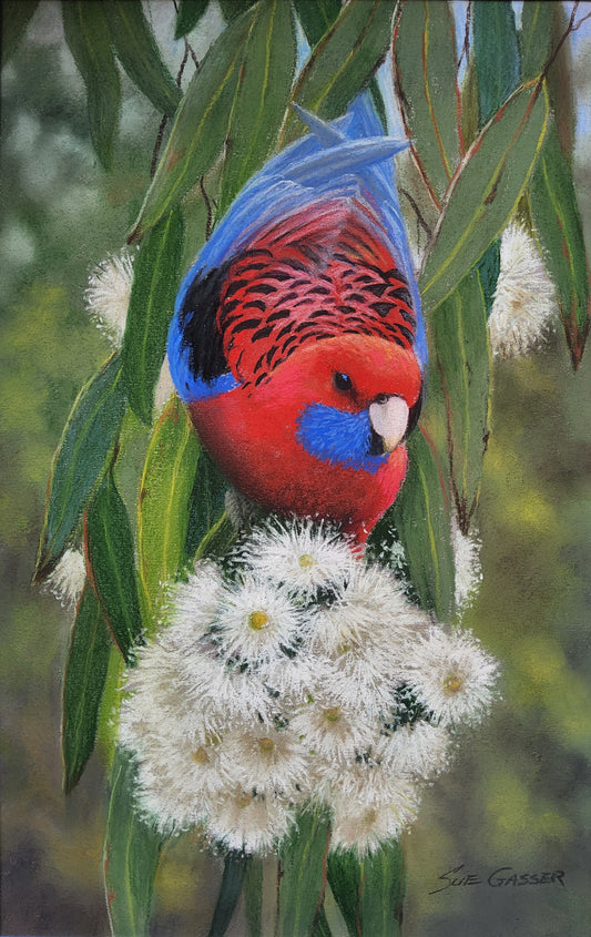 Crimson Rosella & Gum Blossom