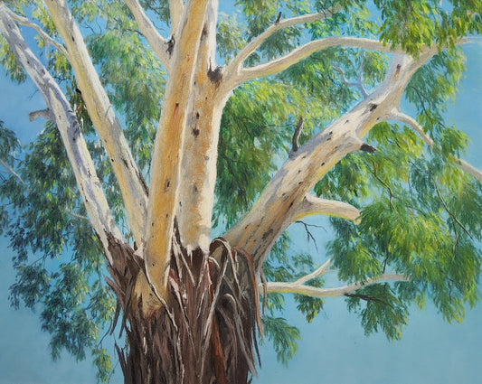 Cullen Bulla Country Gum