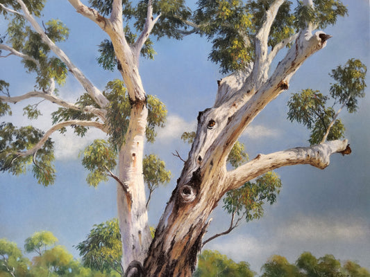 Huskisson Gum