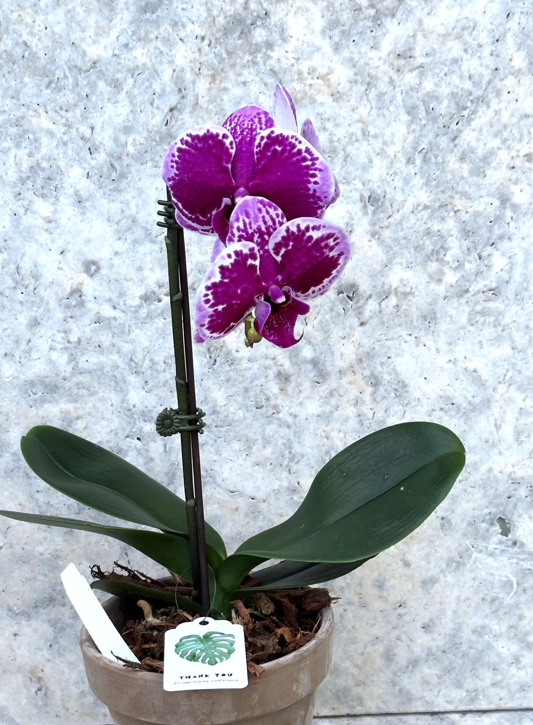 Pink and Purple Orchid (in Terracotta Pot)