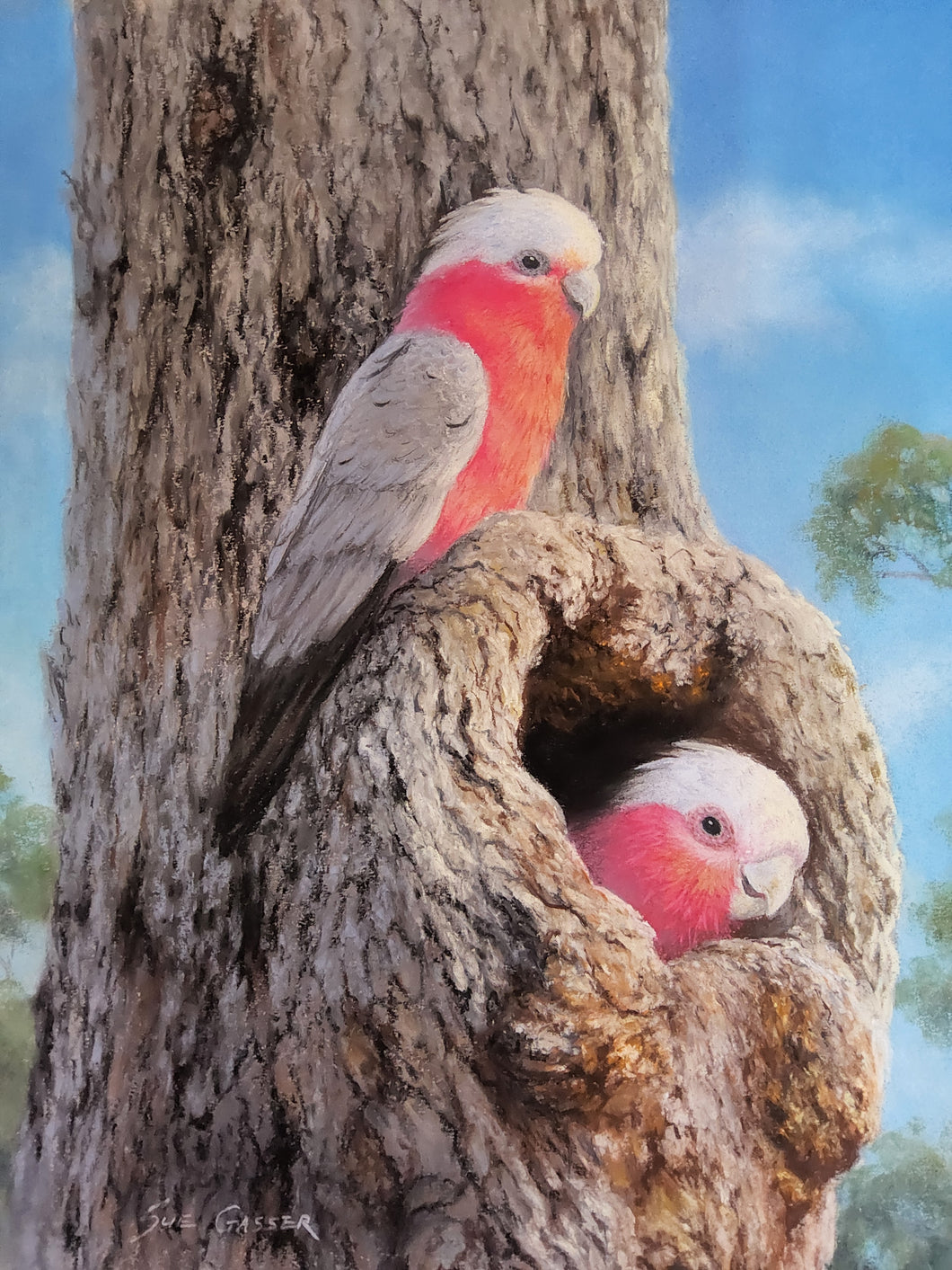 Just Moved In - Galah Cockatoos