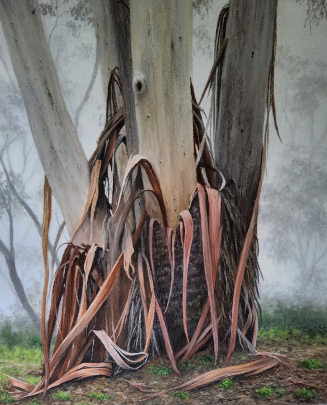 Katoomba Gum