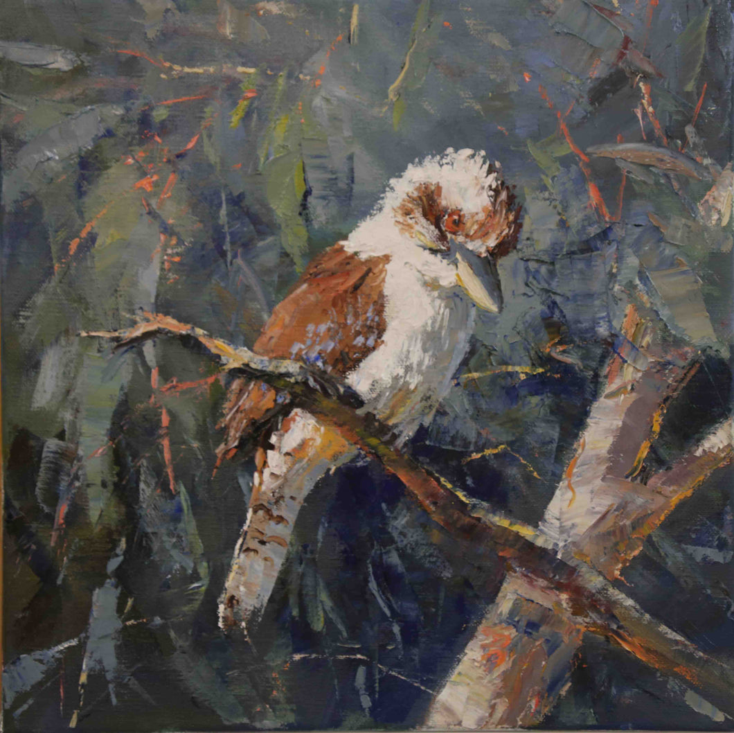 Kookaburra 1.