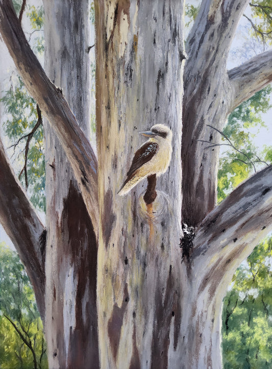 Kookaburra Sits on the Ol' Gum Tree