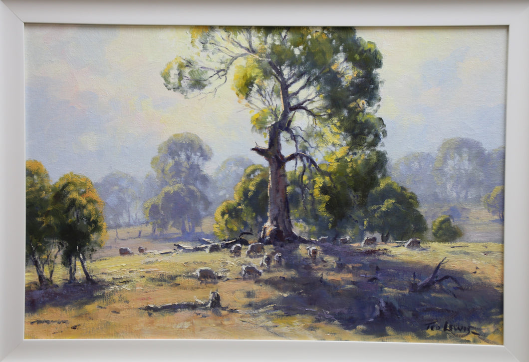 Morning Light Canberra