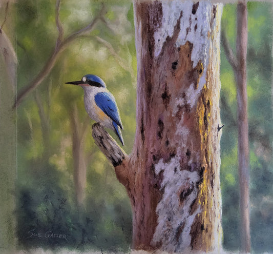 Morning Sun - Forest Kingfisher