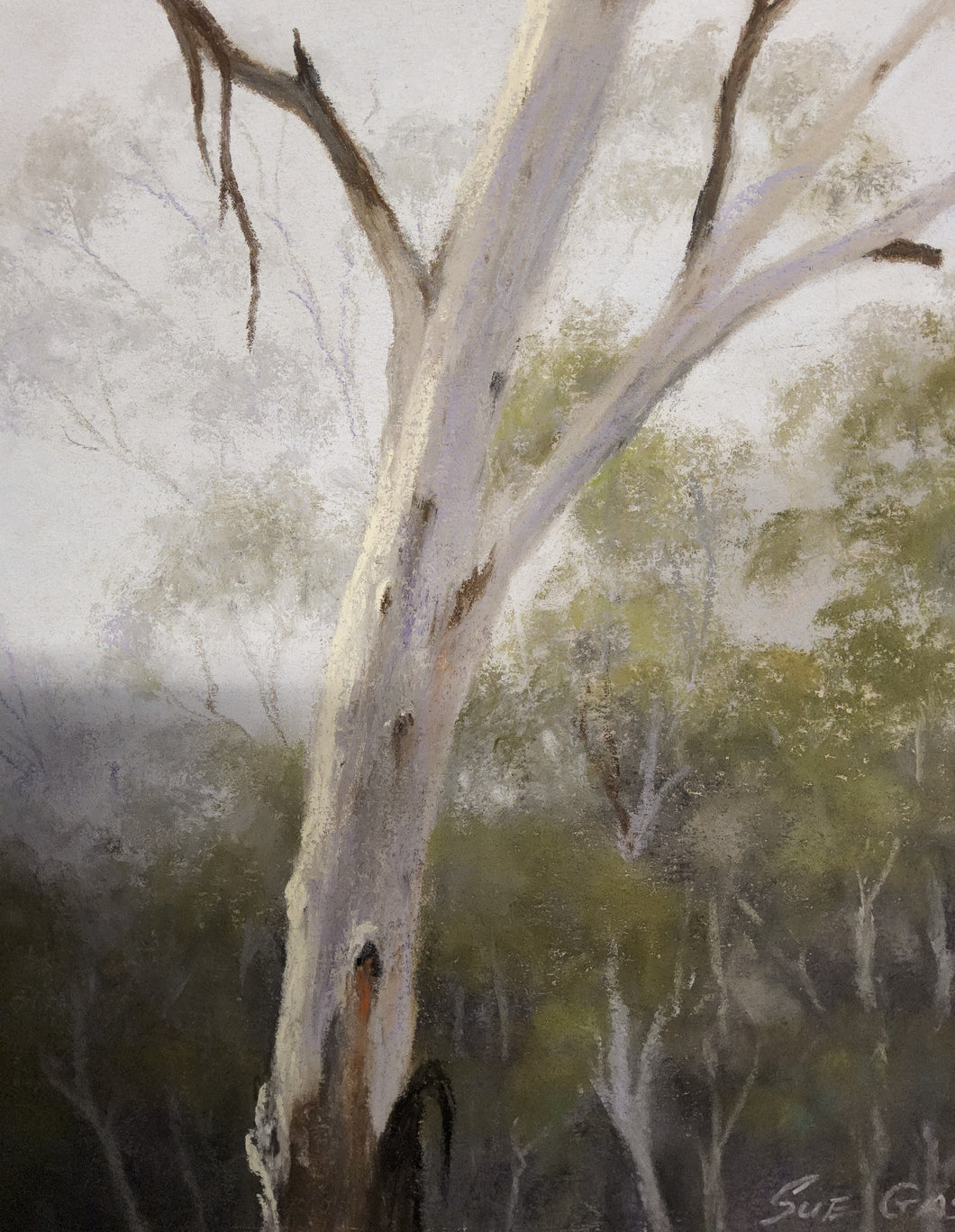 Mountain Gum