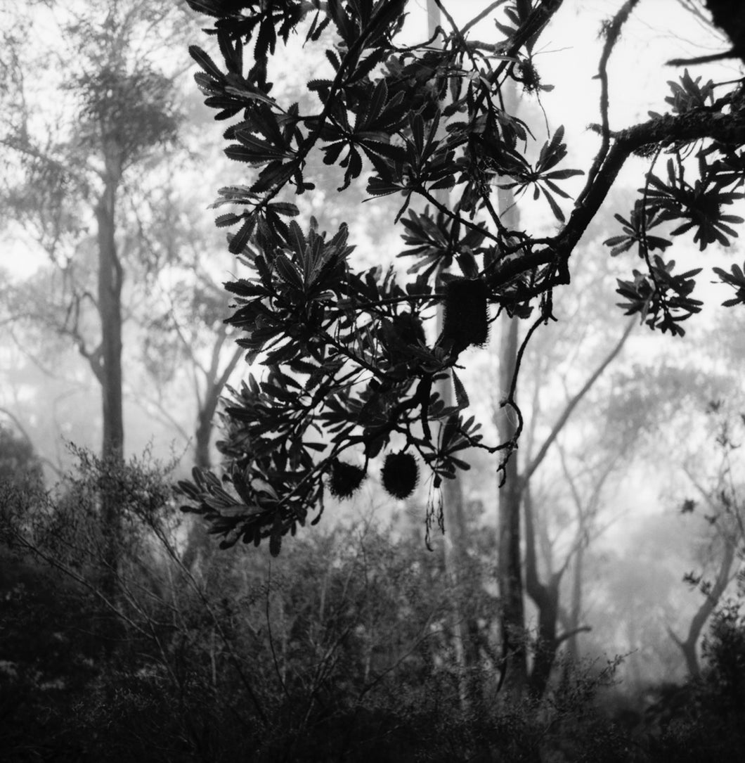 Banksia in the mist