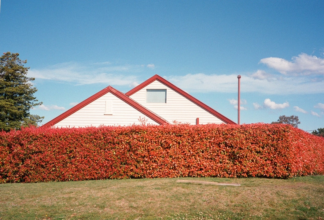Hedge