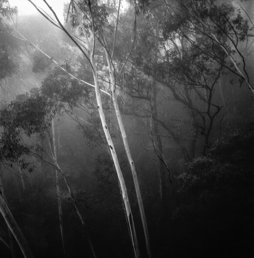 Two white trees