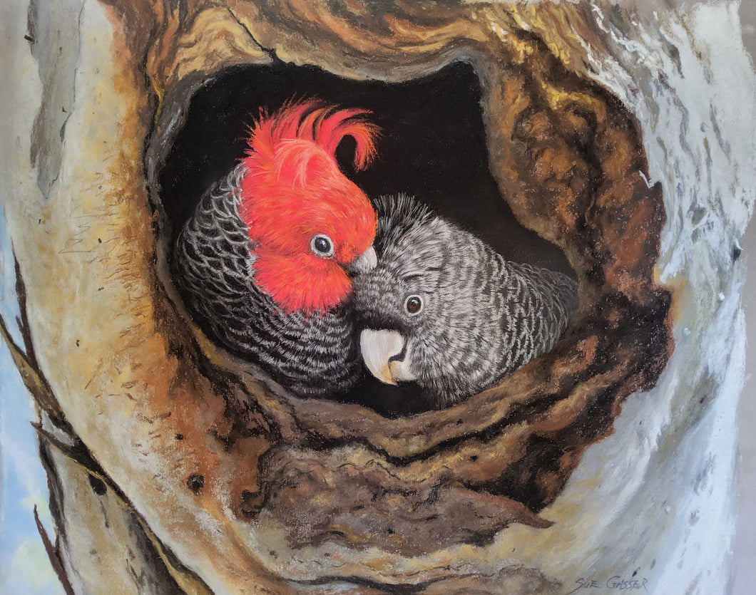 Newly Weds - Gang Gang Cockatoos