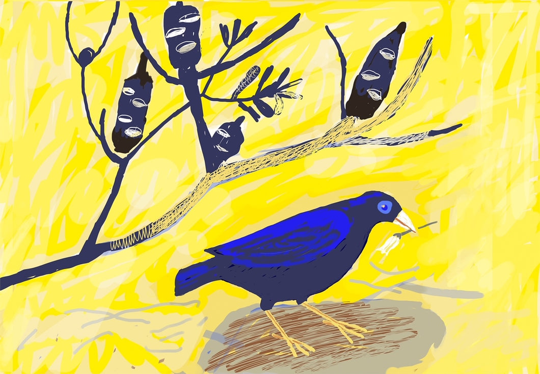 Bowerbird watching 1