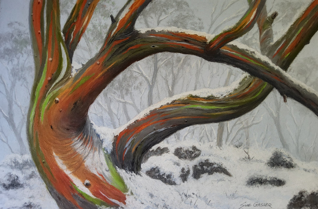 Snow Gum