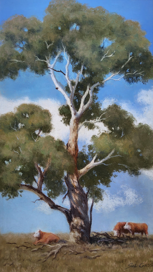 Standing Tall - Yeoval Gum Tree