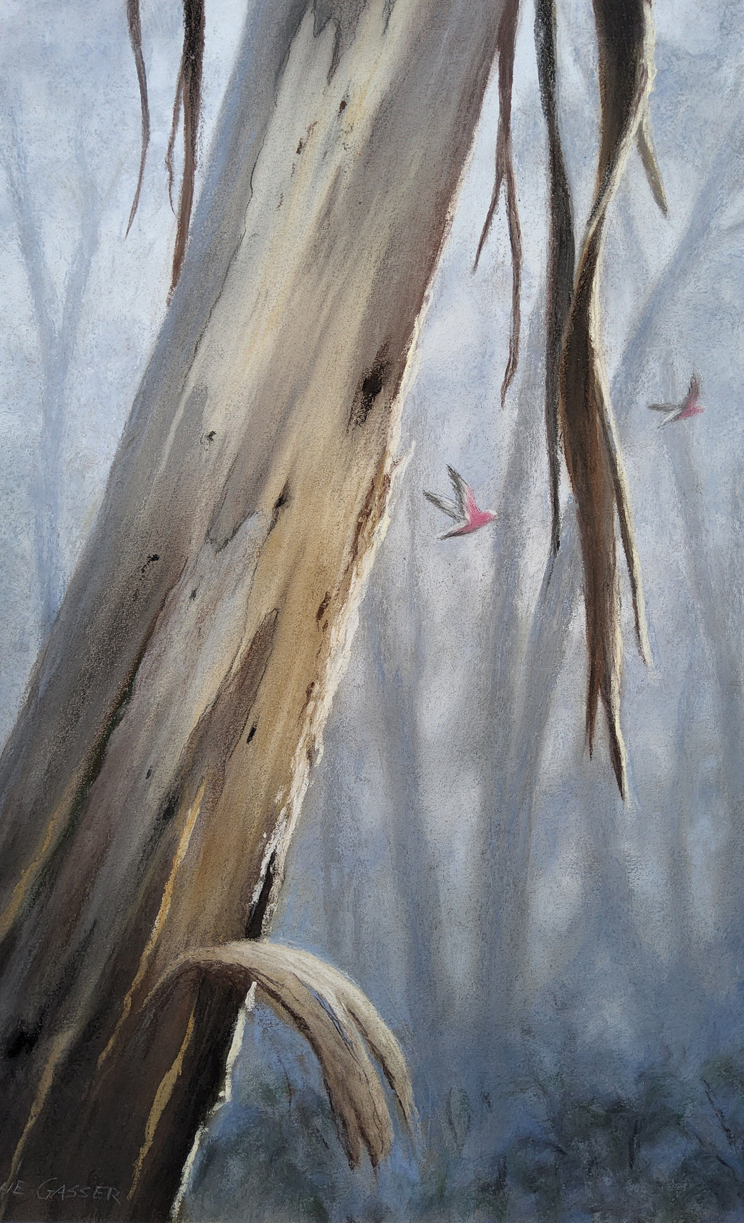 Tresses of Bark