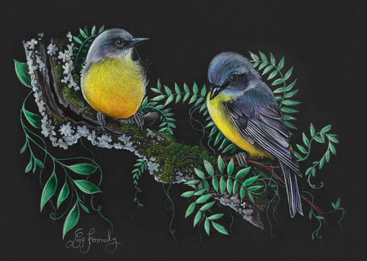 Eastern Yellow Robins