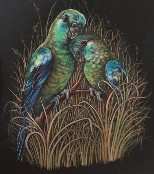 Grass Parrots